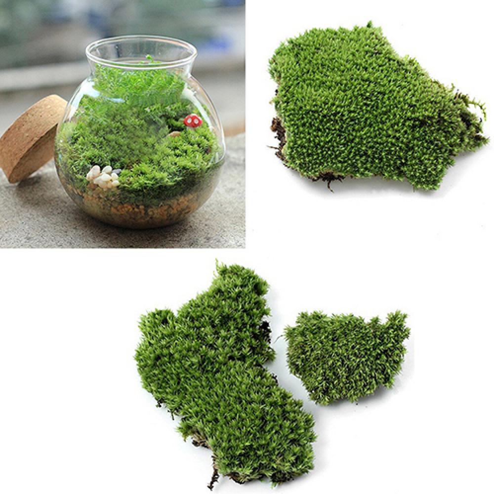 Yapay yeşil çim Moss bitki süs - Terrarium Moss Art incelemesi ve fiyatı