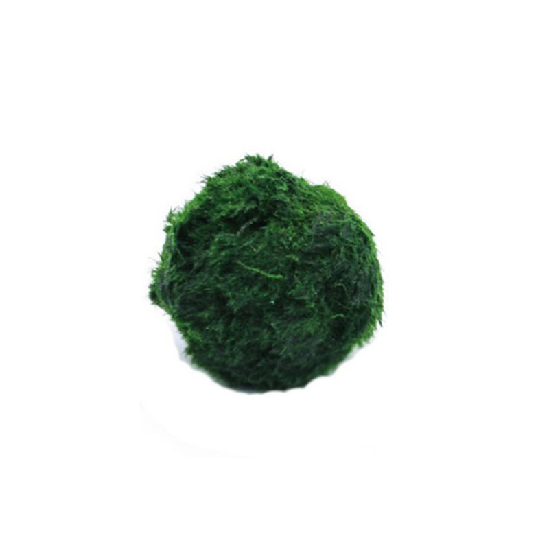 Marimo Yosun Topları Canlı Akv - Terrarium Moss Art incelemesi ve fiyatı