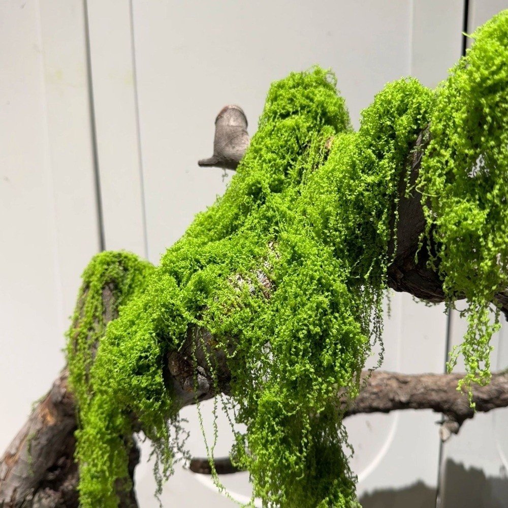 Polyester Yapay Yosun Bitkiler - Terrarium Moss Art incelemesi ve fiyatı